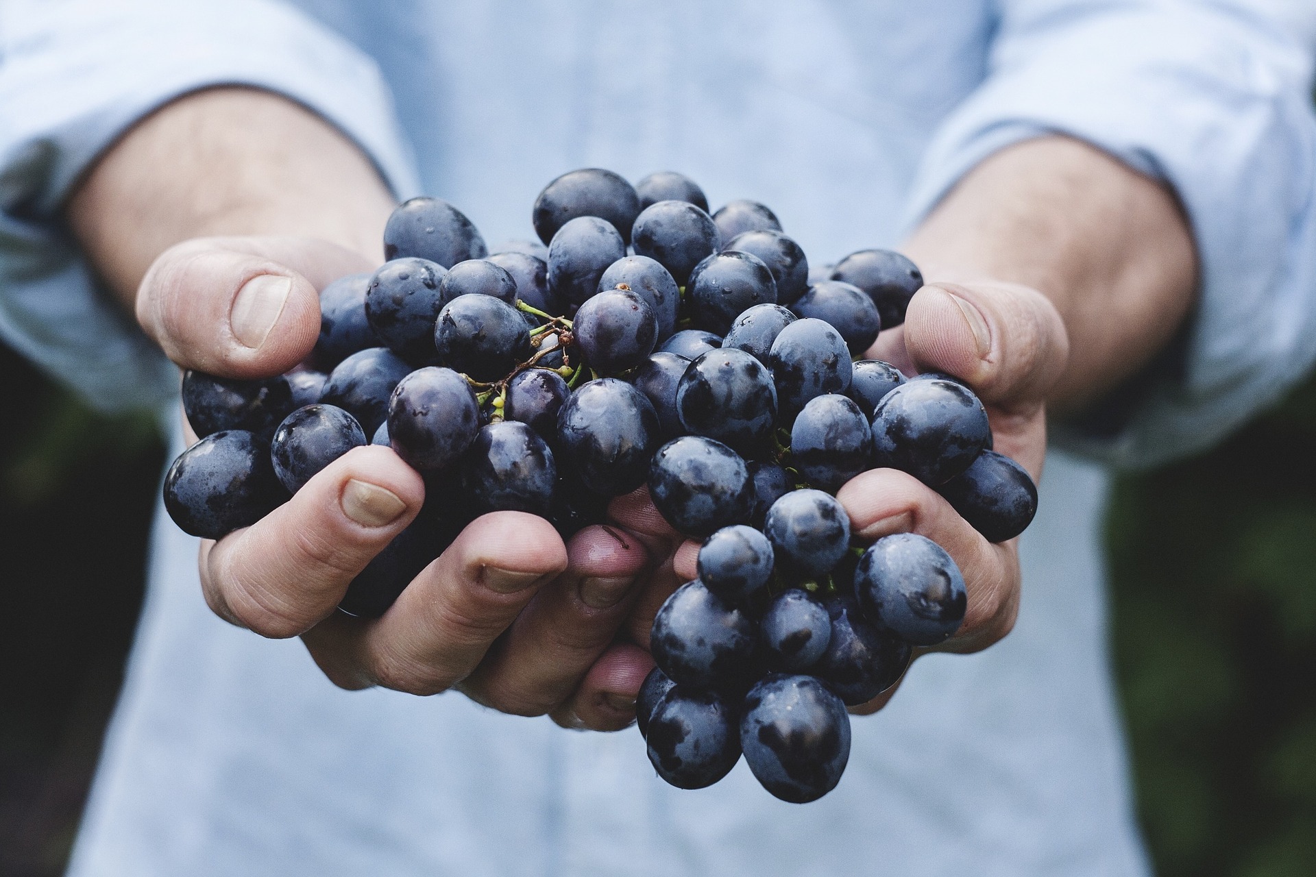 racimo de uvas recién recogidas en vendimia