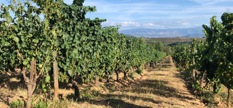 12 consejos para organizar una escapada de enoturismo perfecta Paisaje de viñedos