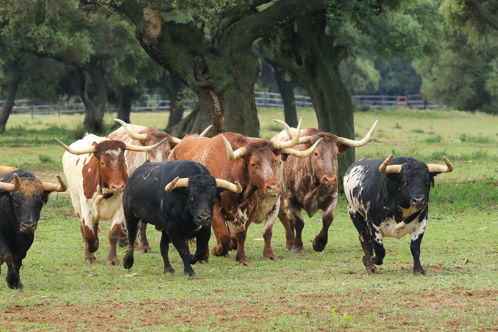 Ganadería de toros bravos en Cádiz