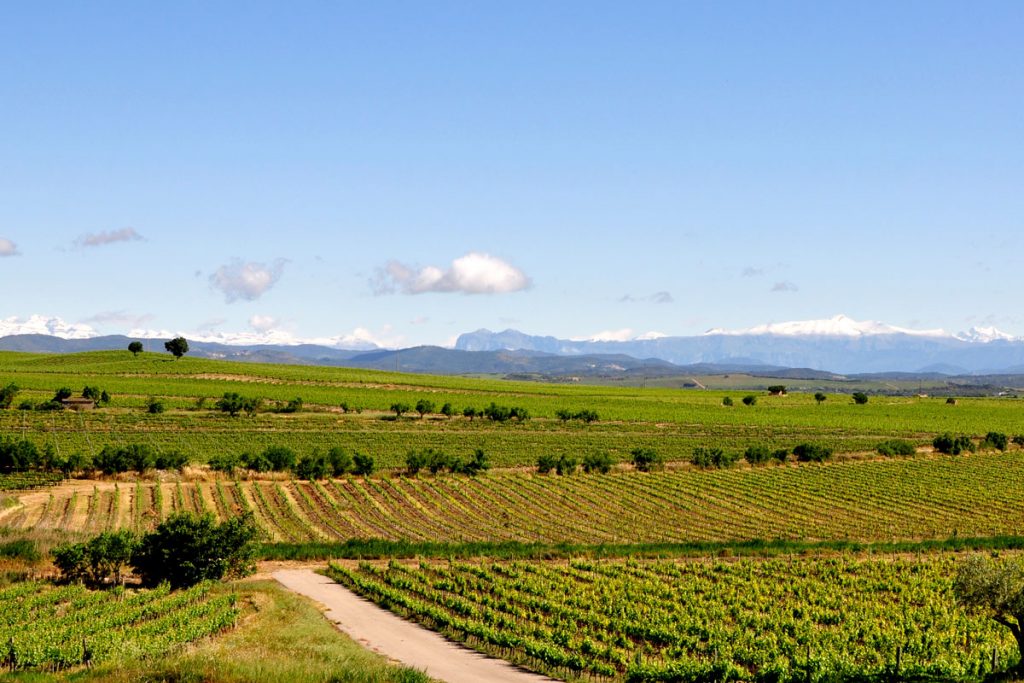 Panorámica de viñedos en el Somontano de Barbastro, Huesca