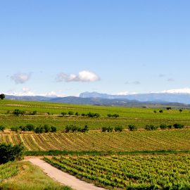 Panorámica de viñedos en el Somontano de Barbastro, Huesca