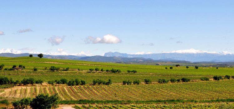 Qué ver de ruta por el Somontano de Barbastro Panorámica de viñedos en el Somontano de Barbastro, Huesca