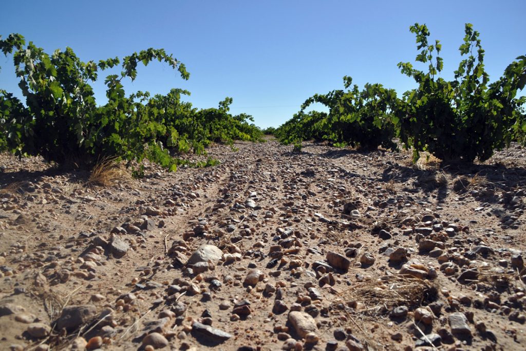 Viñedos viejos de Toro