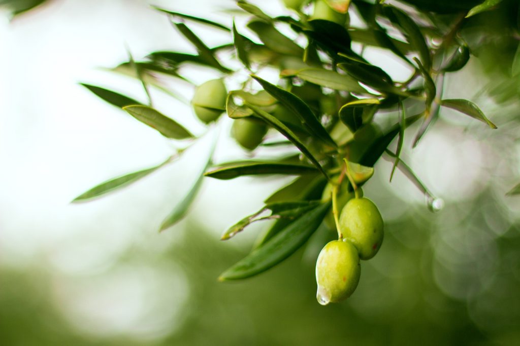 Aceituna de rama de olivo