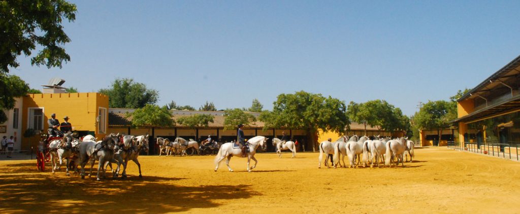 Patido de Yeguada La Cartuja, Jerez