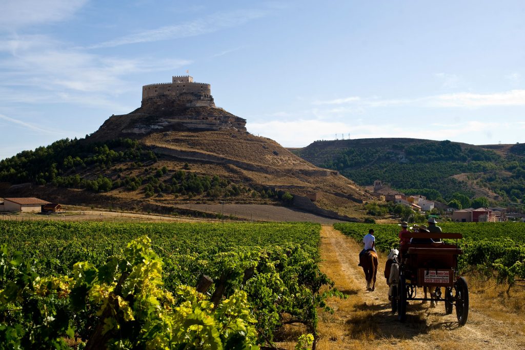 Panorámica del Castillo de Curiel desde el viñedo, Ribera del Duero