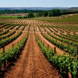 Las bodegas más fascinantes de la Ribera del Duero de visita imprescindible Viñedos de Bodegas Pradorey, Ribera del Duero