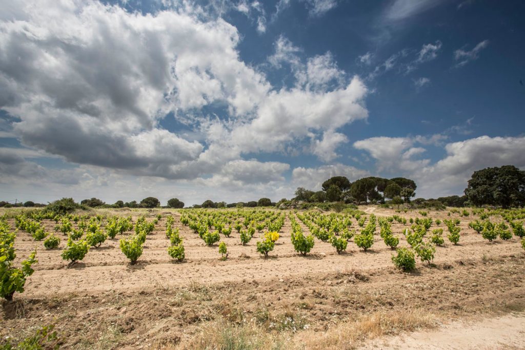 Viñedos de bodega D.O. Vinos de Madrid
