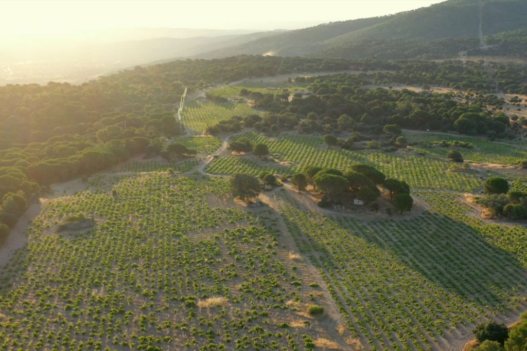 Panorámica de viñedos de bodega D.O. Vinos de Madrid