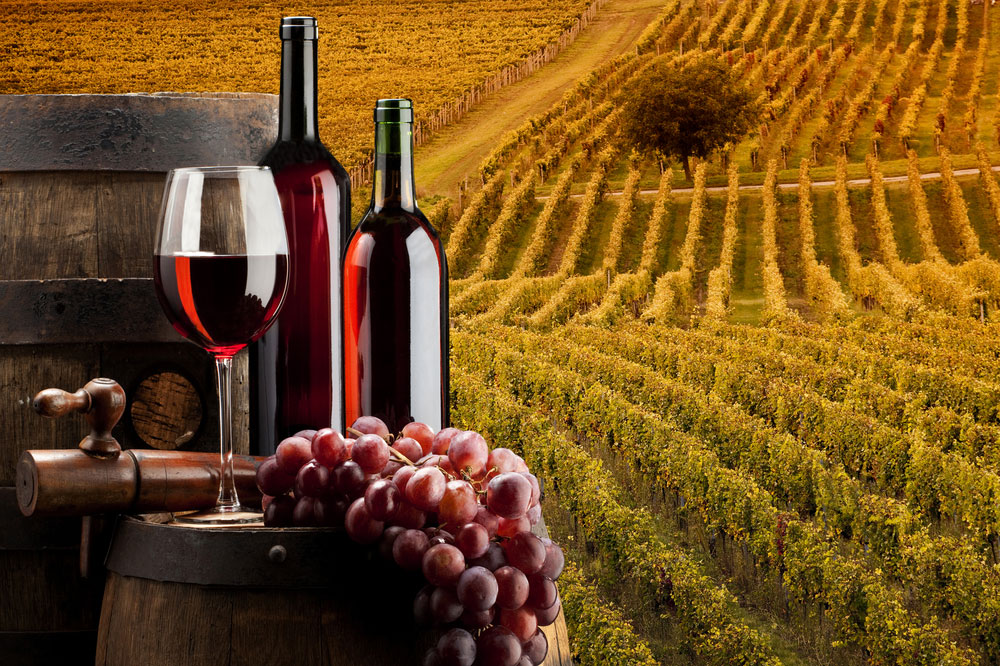 Paisaje de viñedos y vino