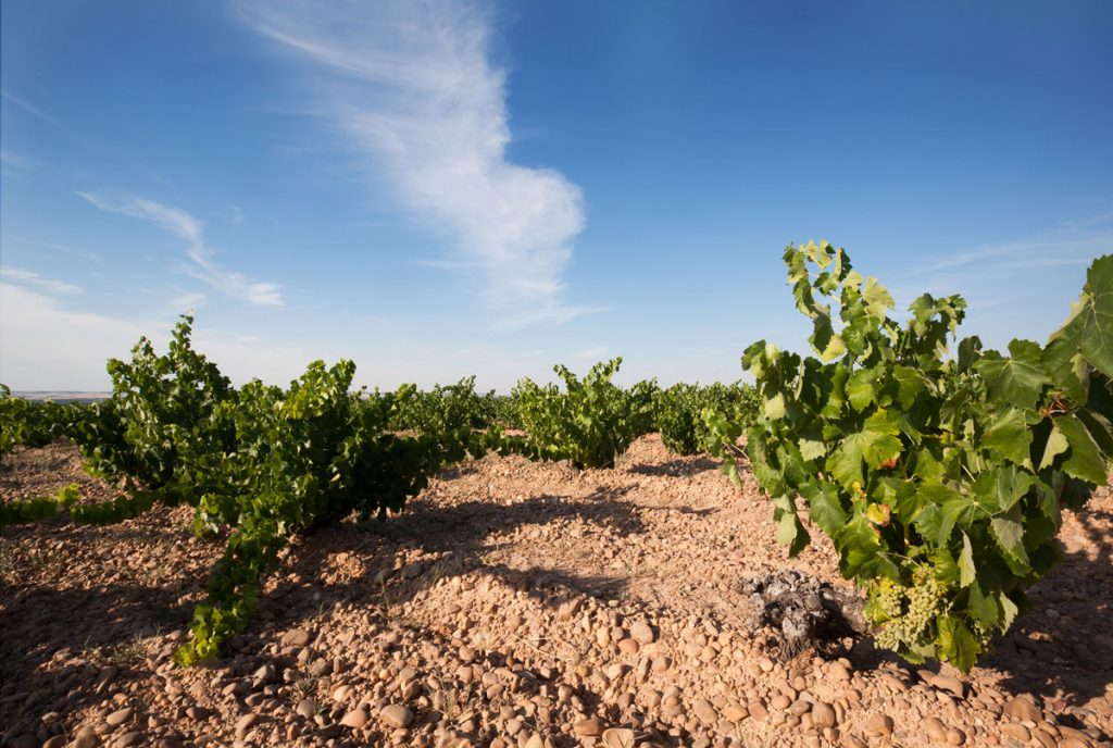 Campo de viñedos de bodega en Rueda, Valladolid