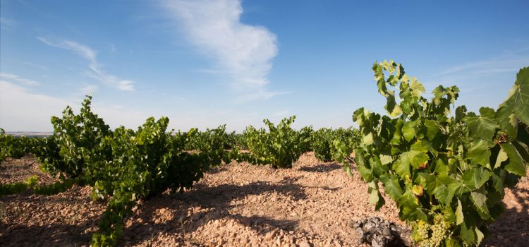 5 sorprendentes bodegas de Rueda para visitar que marcan la diferencia Campo de viñedos de bodega en Rueda, Valladolid