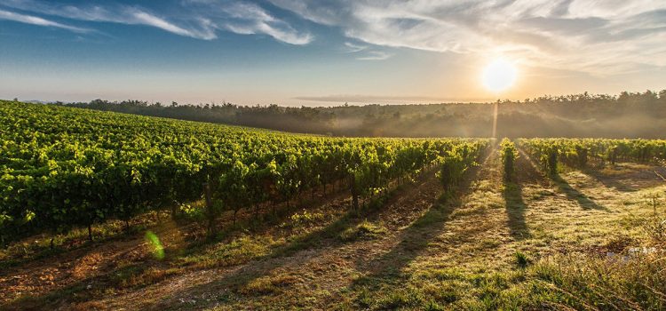 Las 10 mejores rutas de España para hacer una escapada de enoturismo Puesta de sol entre viñedos