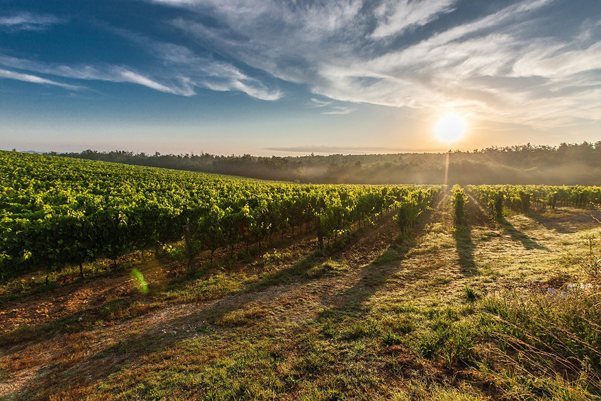 Puesta de sol entre viñedos