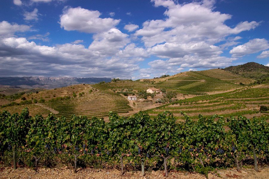 Colinas de viñedos en el Priorat, Tarragona