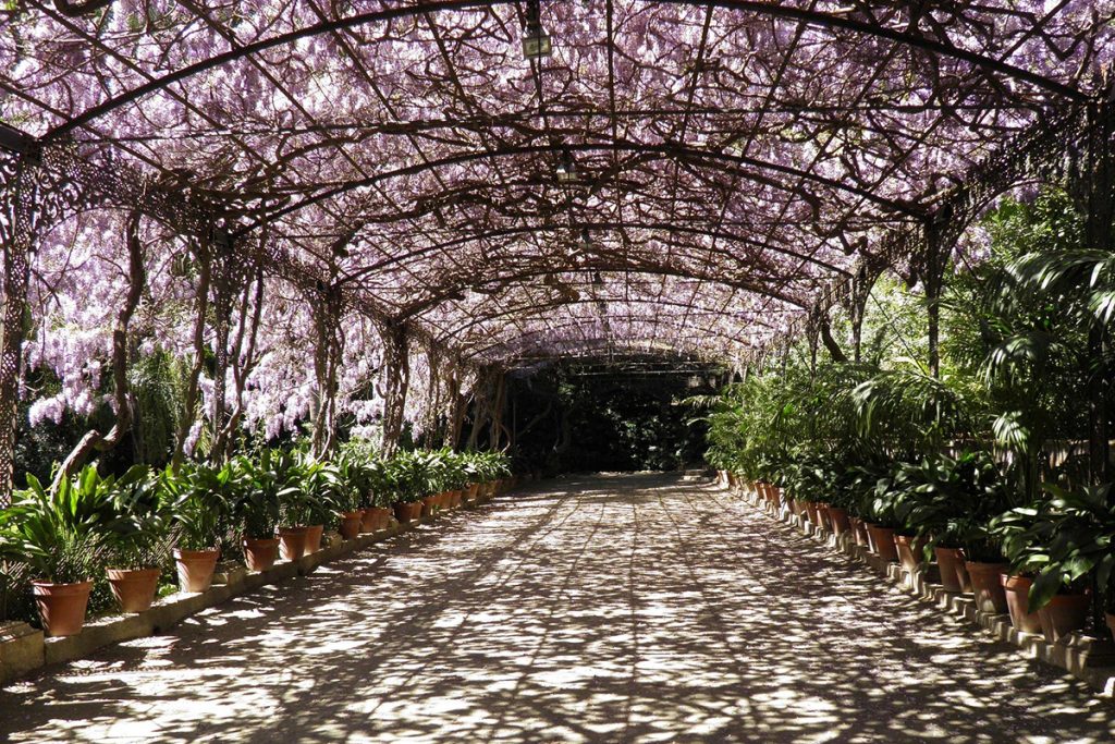 Cenador de glicinias de jardín histórico monumental La Concepción, Málaga