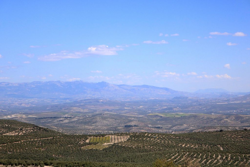 Paisaje de olivares de Jaén