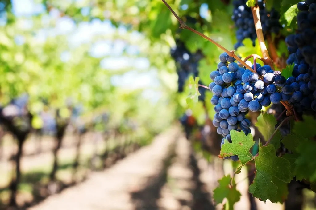 Viñedos de uva de enoturismo